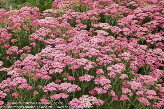 Vielblättrige Garbe 'Pink Grapefruit' (Achillea millef. TF)