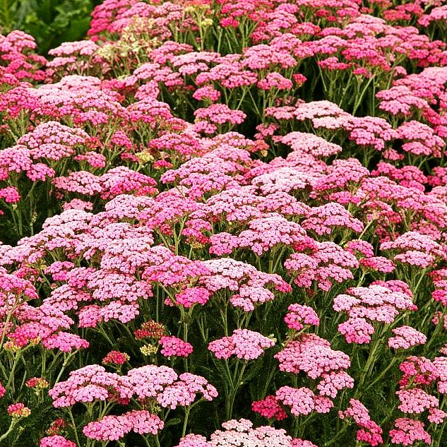 Vielblättrige Garbe 'Pink Grapefruit' (Achillea millef. TF)