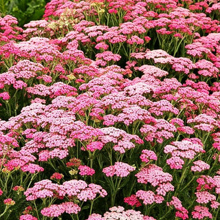 Vielblättrige Garbe 'Pink Grapefruit' (Achillea millef. TF)