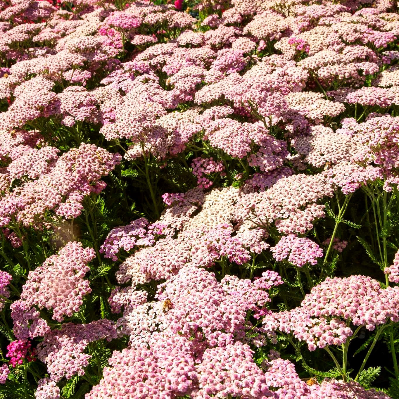 Vielblättrige Garbe 'Pink Grapefruit' (Achillea millef. TF)