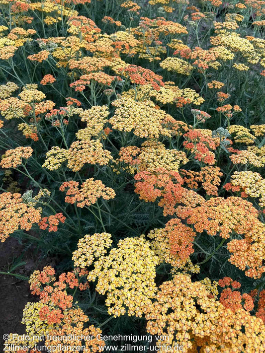 Vielblättrige Garbe 'Terracotta' (Achillea millefolium)