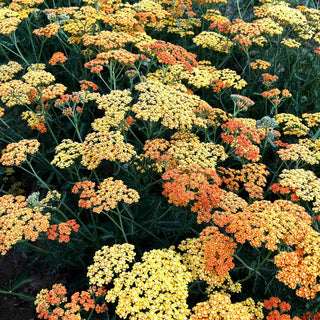 Vielblättrige Garbe 'Terracotta' (Achillea millefolium)