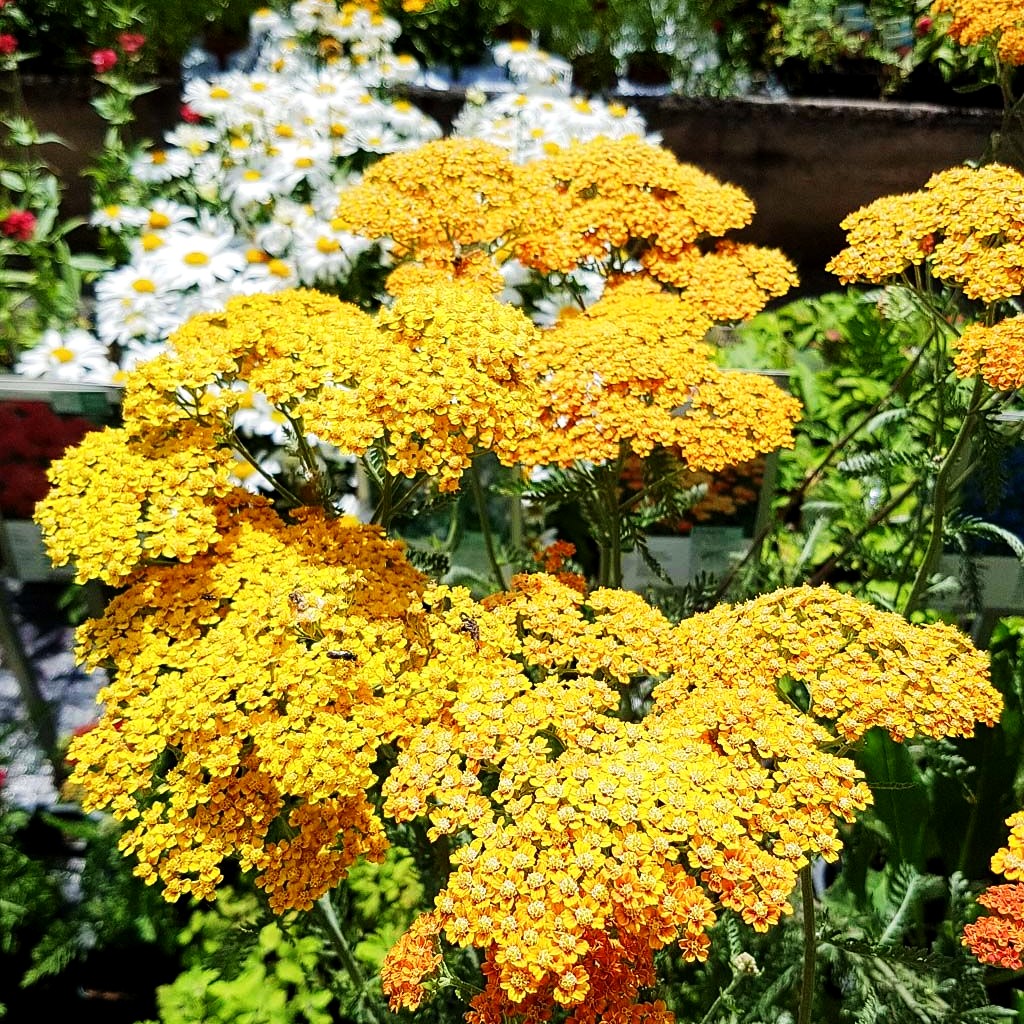 Vielblättrige Garbe 'Terracotta' (Achillea millefolium)