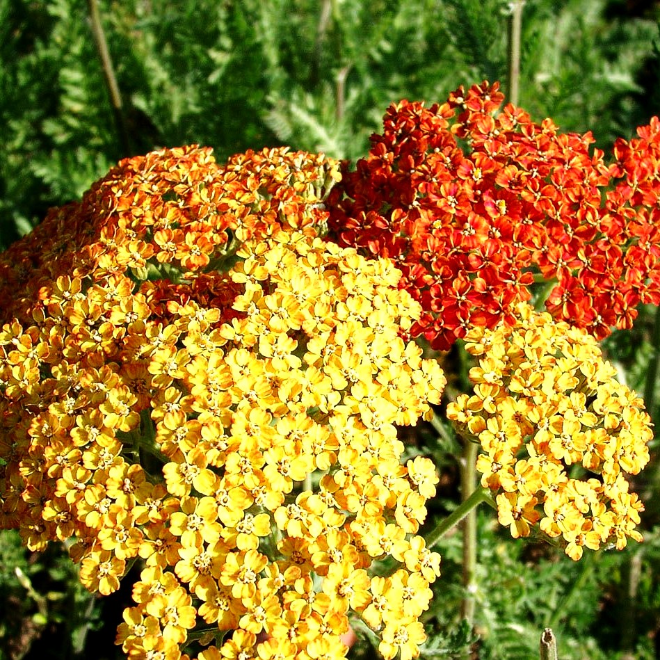 Vielblättrige Garbe 'Terracotta' (Achillea millefolium)
