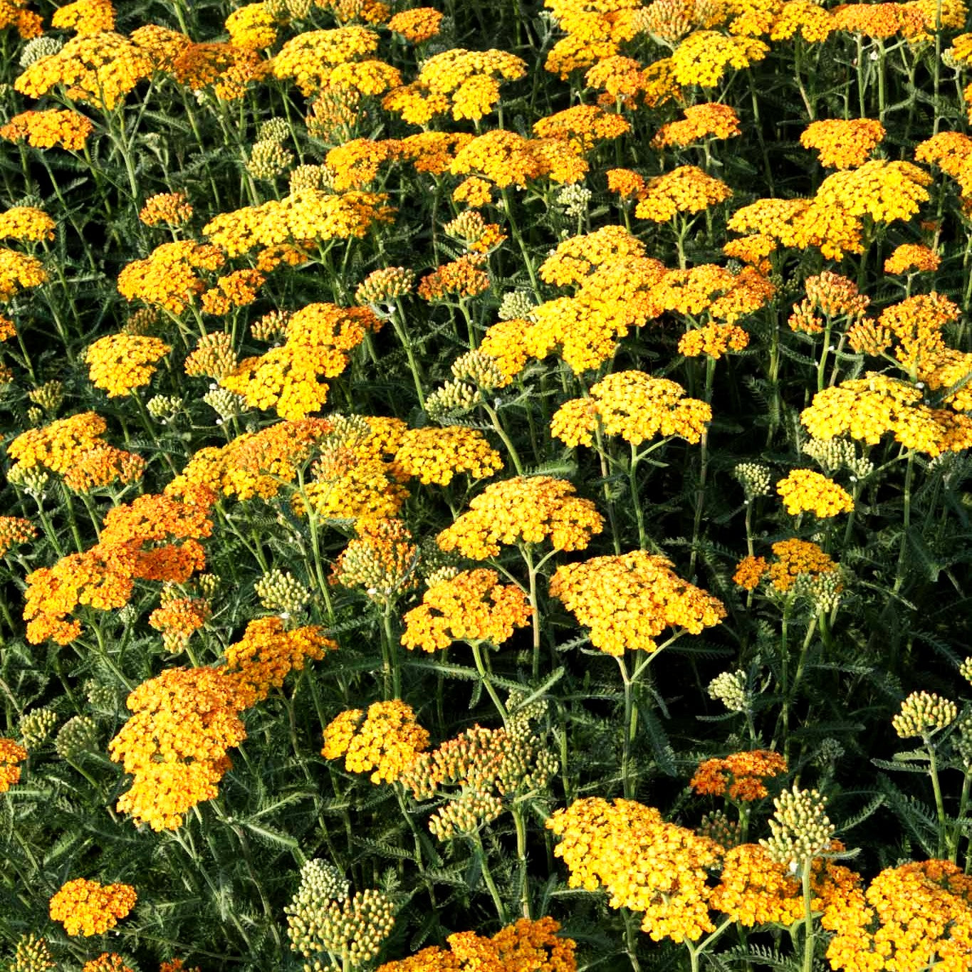 Vielblättrige Garbe 'Terracotta' (Achillea millefolium)
