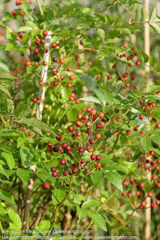 Vielblütige Rose (Rosa multiflora)