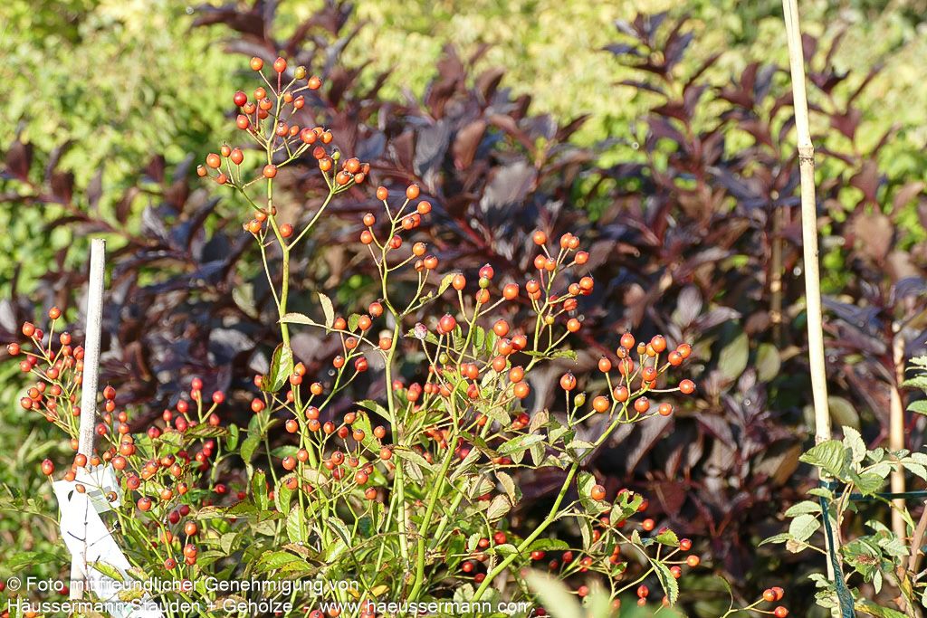 Vielblütige Rose (Rosa multiflora)
