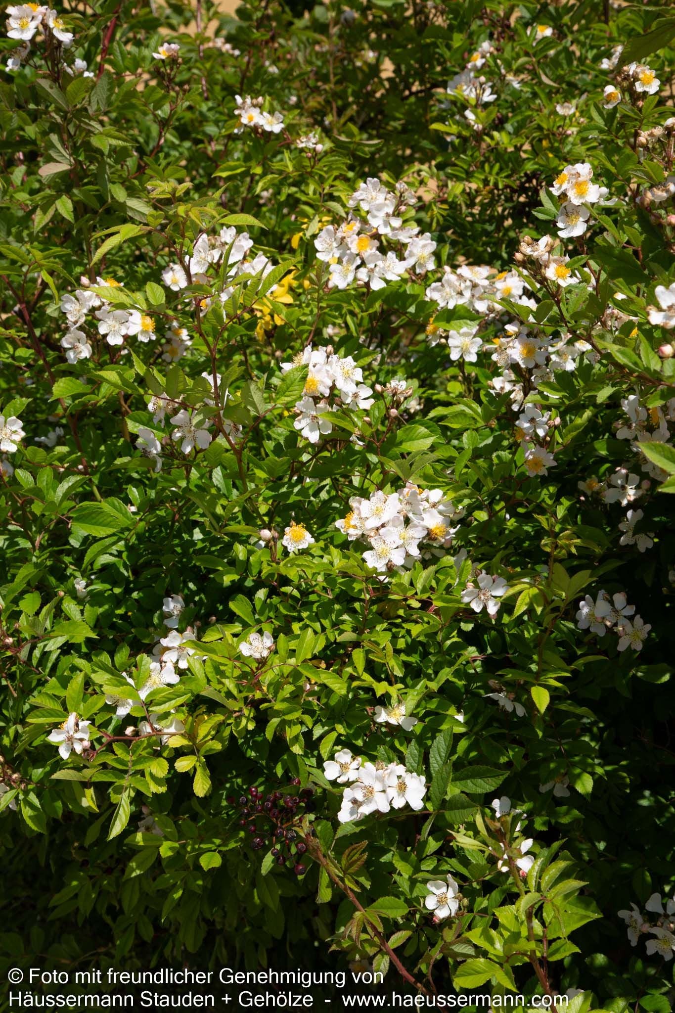 Vielblütige Rose (Rosa multiflora)