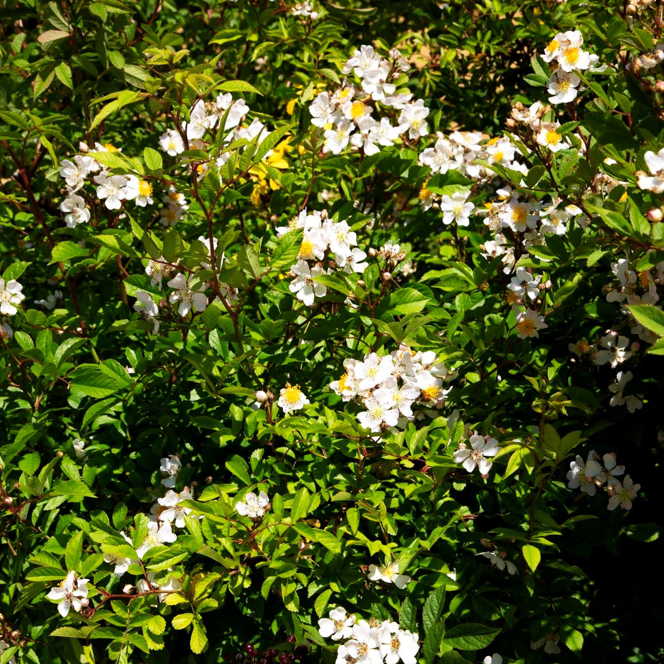 Vielblütige Rose (Rosa multiflora)