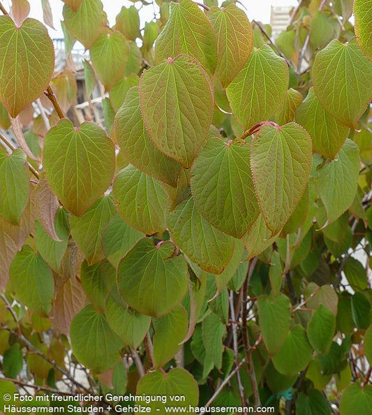 Vierspornbaum (Tetracentron sinense)