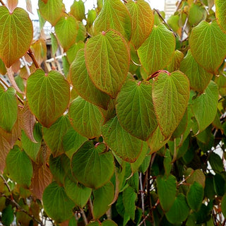 Vierspornbaum (Tetracentron sinense)