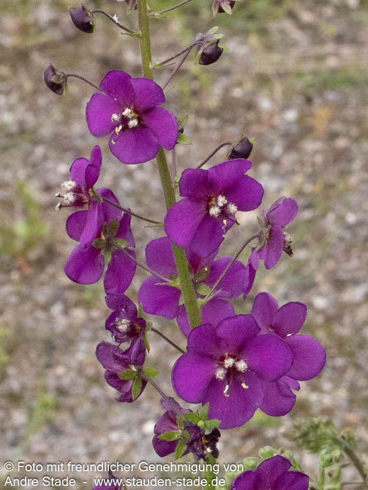Violette Purpur-Königskerze 'Violetta' (Verbascum phoeniceum)