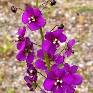 Violette Purpur-Königskerze 'Violetta' (Verbascum phoeniceum)