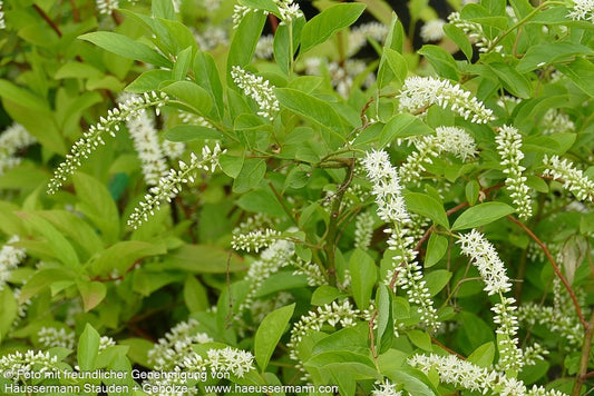 Virginische Rosmarinweide 'Henry's Garnet' (Itea virginica)