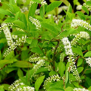 Virginische Rosmarinweide 'Henry's Garnet' (Itea virginica)