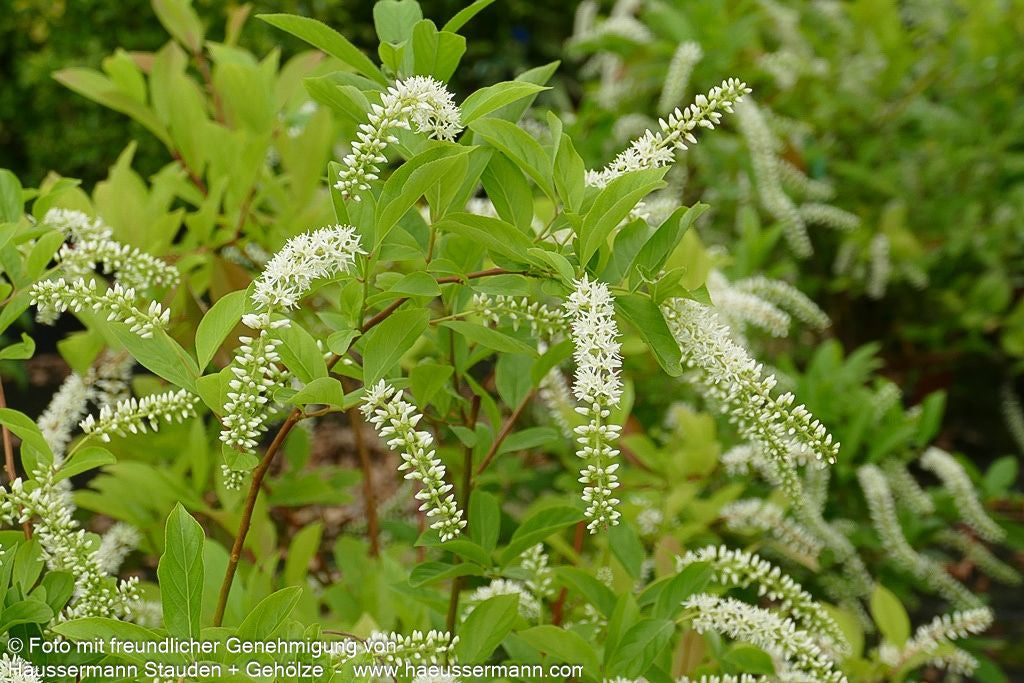 Virginische Rosmarinweide 'Henry's Garnet' (Itea virginica)