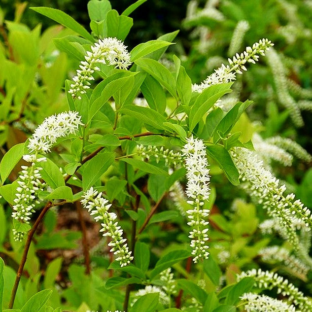 Virginische Rosmarinweide 'Henry's Garnet' (Itea virginica)