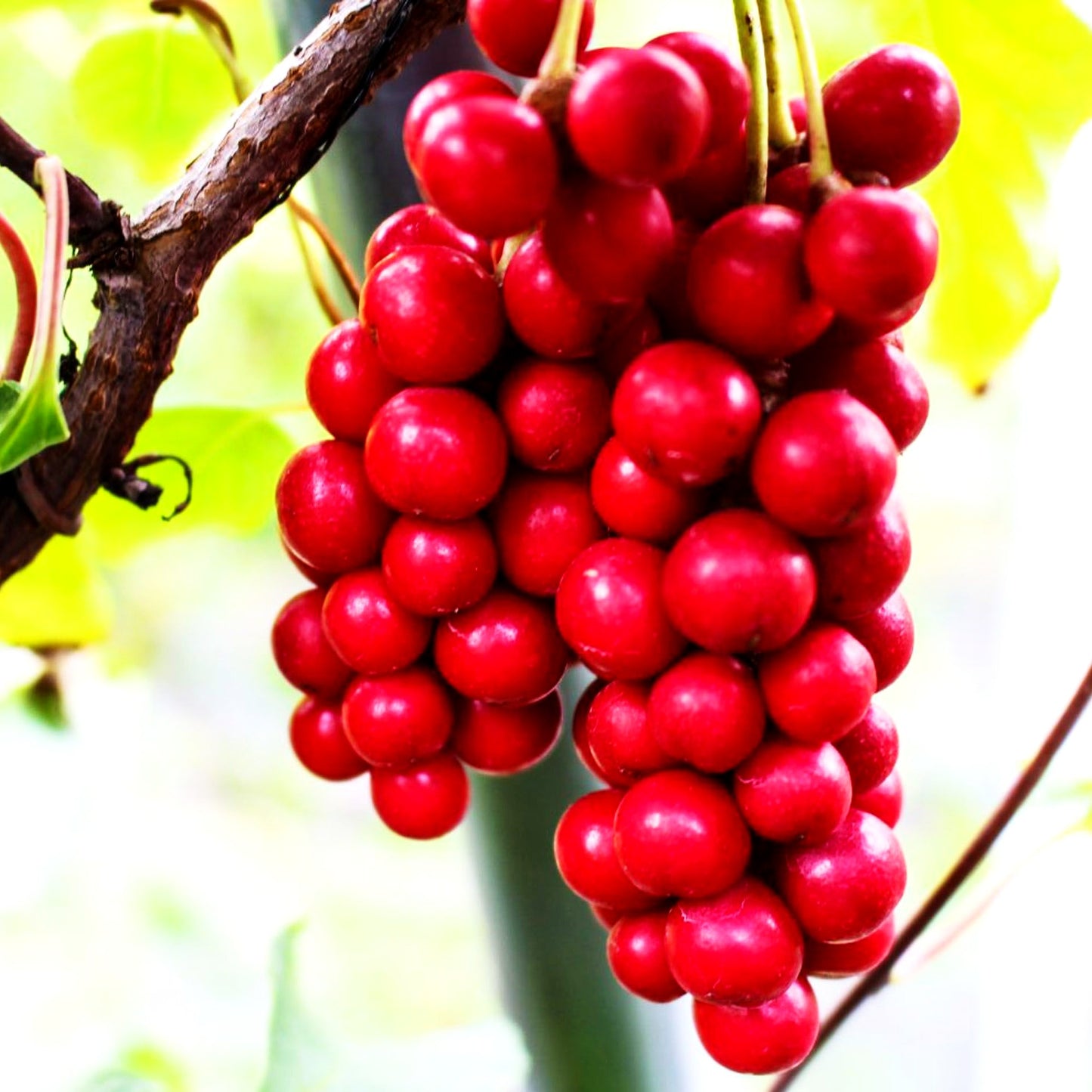 Vitalbeere ® (Schisandra chinensis)