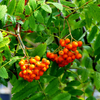 Vogelbeere (Sorbus aucuparia)