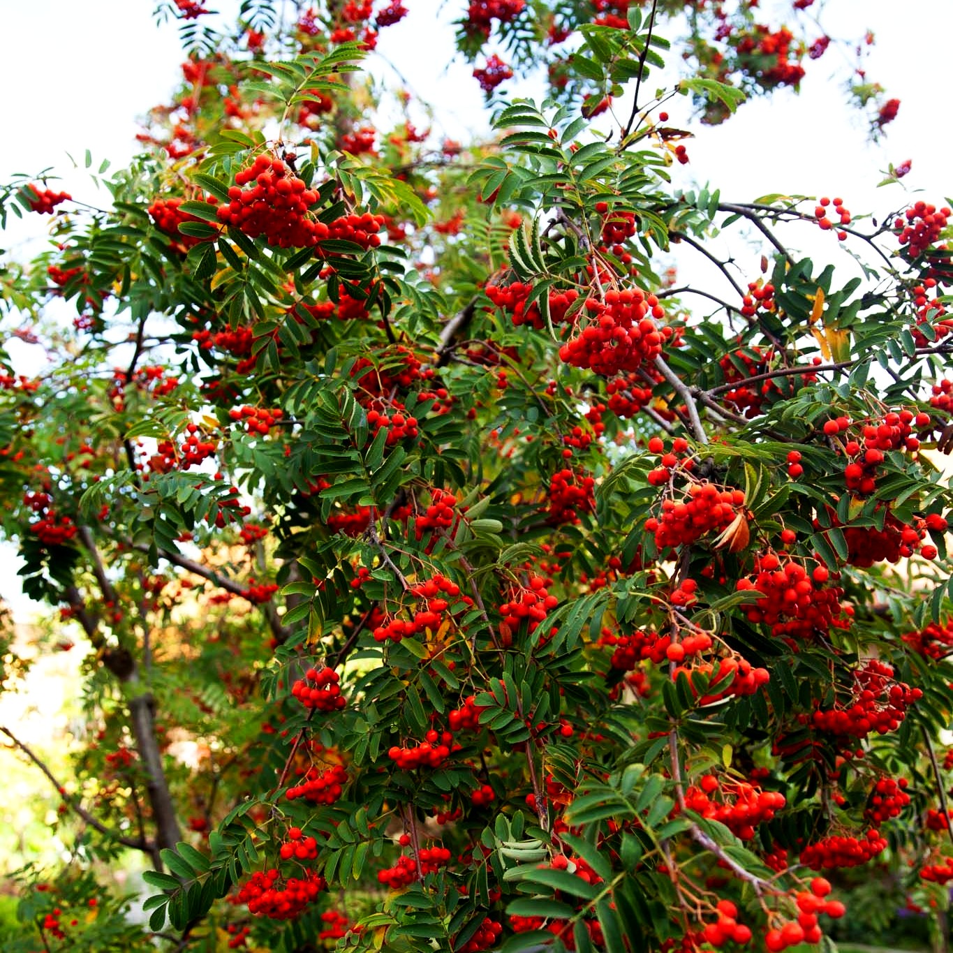 Vogelbeere (Sorbus aucuparia)