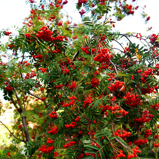 Vogelbeere (Sorbus aucuparia)