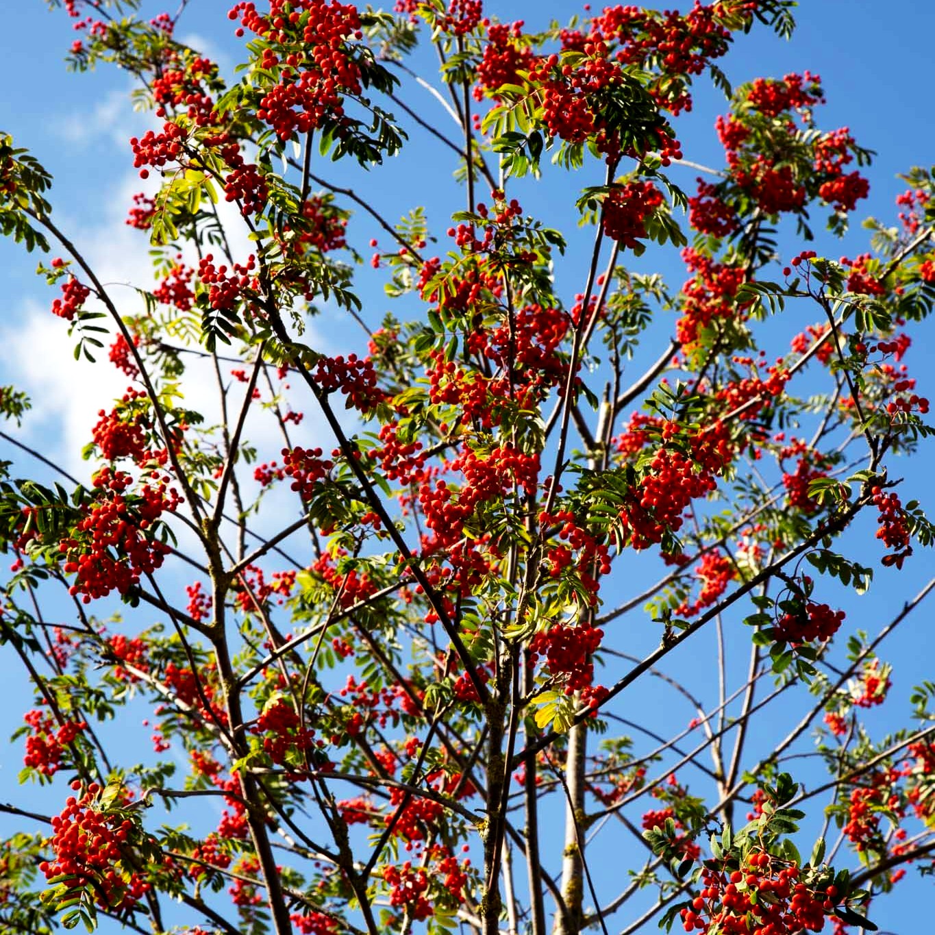 Vogelbeere (Sorbus aucuparia)