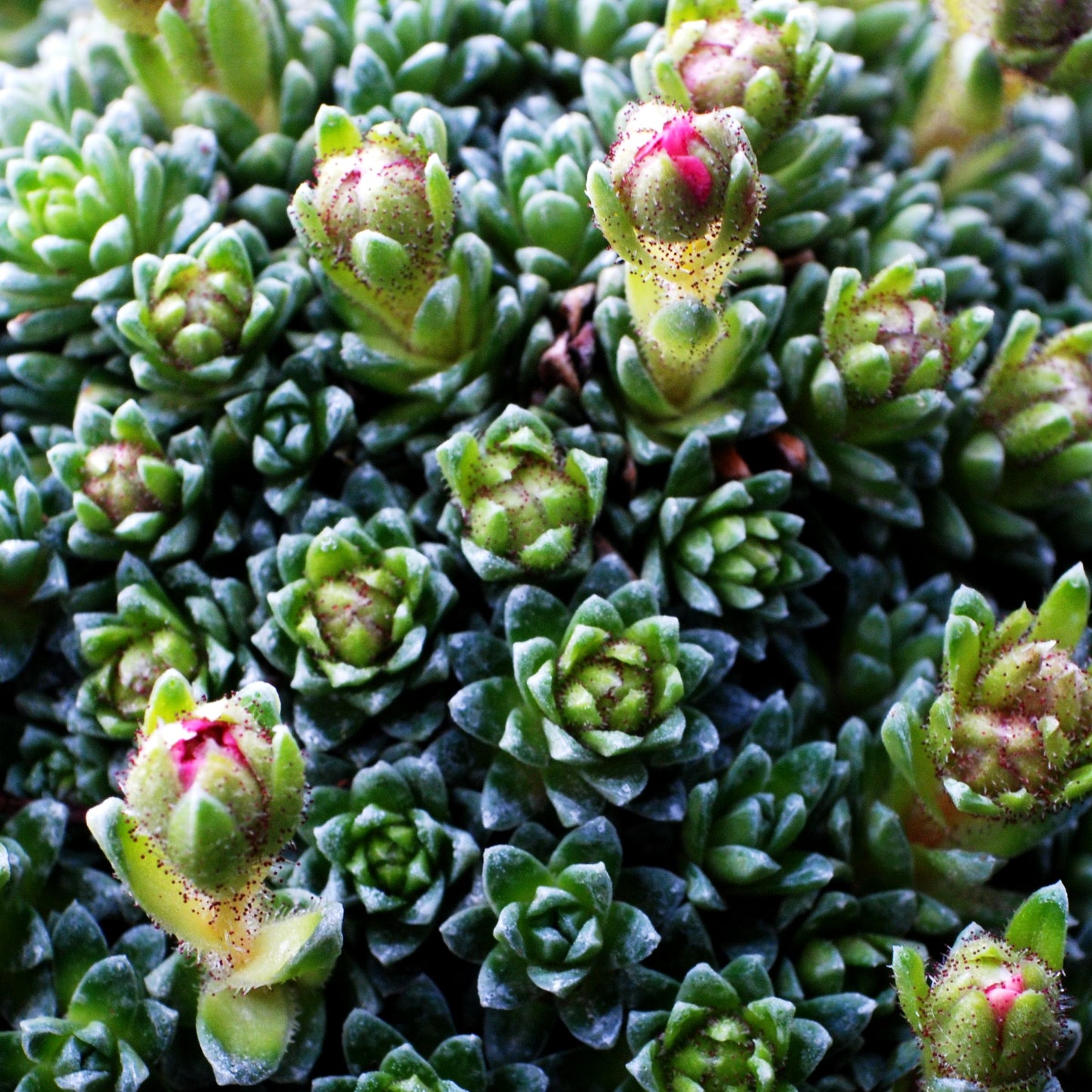 Vorfrühlings-Steinbrech 'Bohemia' (Saxifraga x cult.)