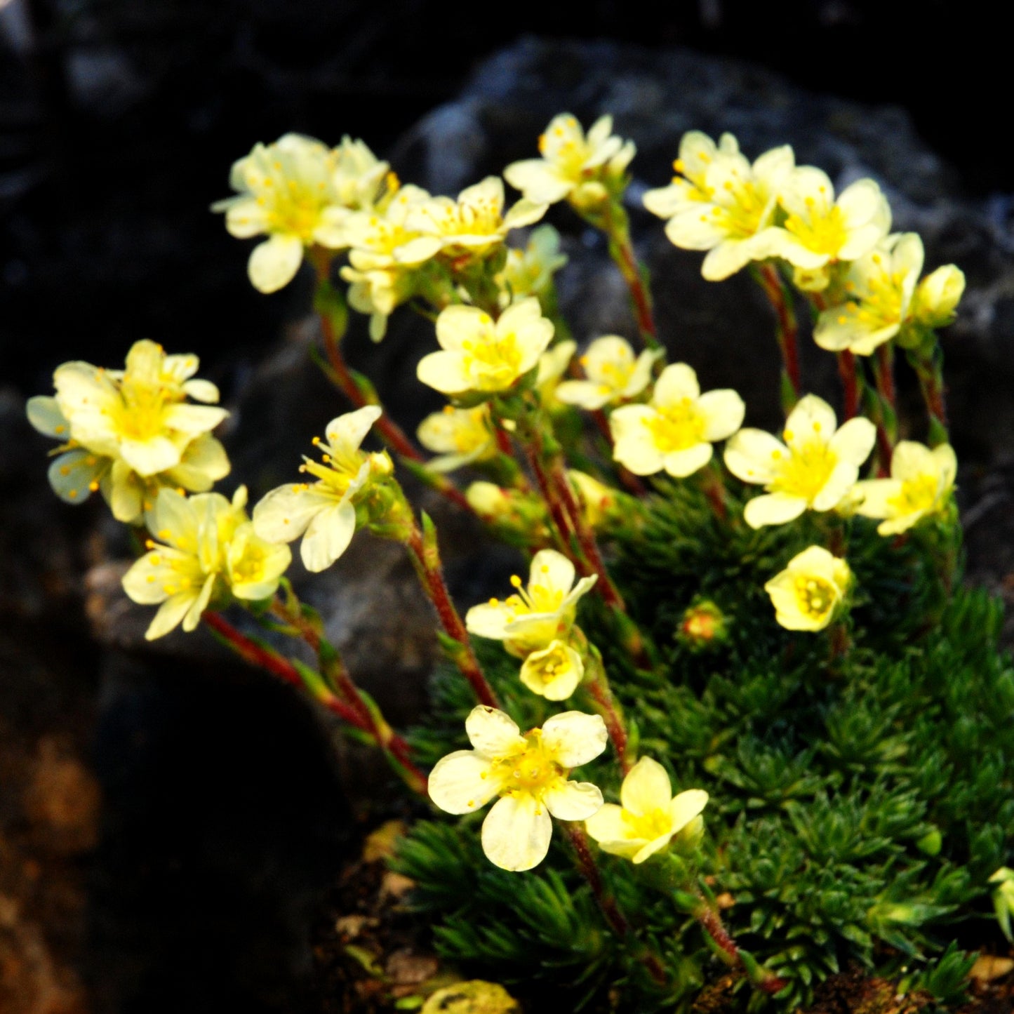 Vorfrühlings-Steinbrech 'Boston Spa' (Saxifraga x elisabethae)