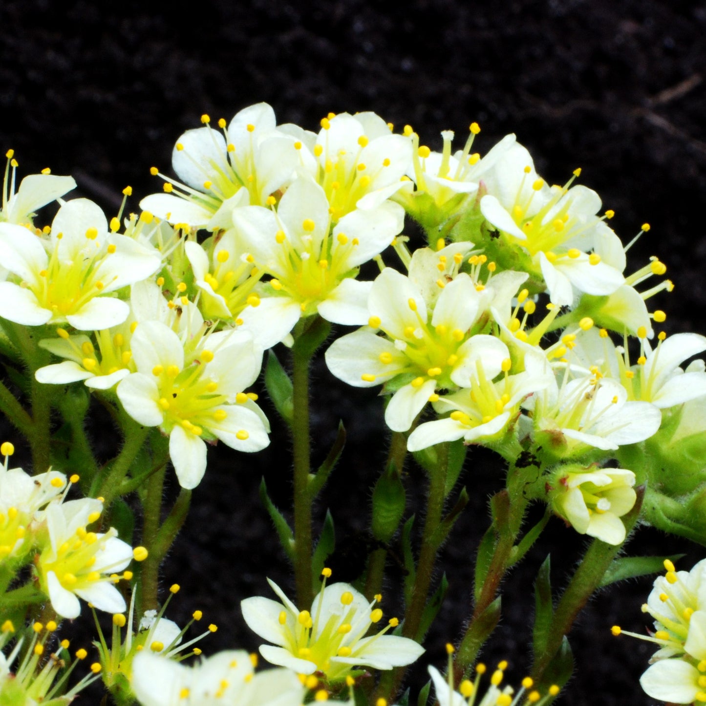 Vorfrühlings-Steinbrech 'Boston Spa' (Saxifraga x elisabethae)