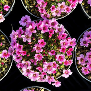 Vorfrühlings-Steinbrech 'Grace Farwell' (Saxifraga anglica)