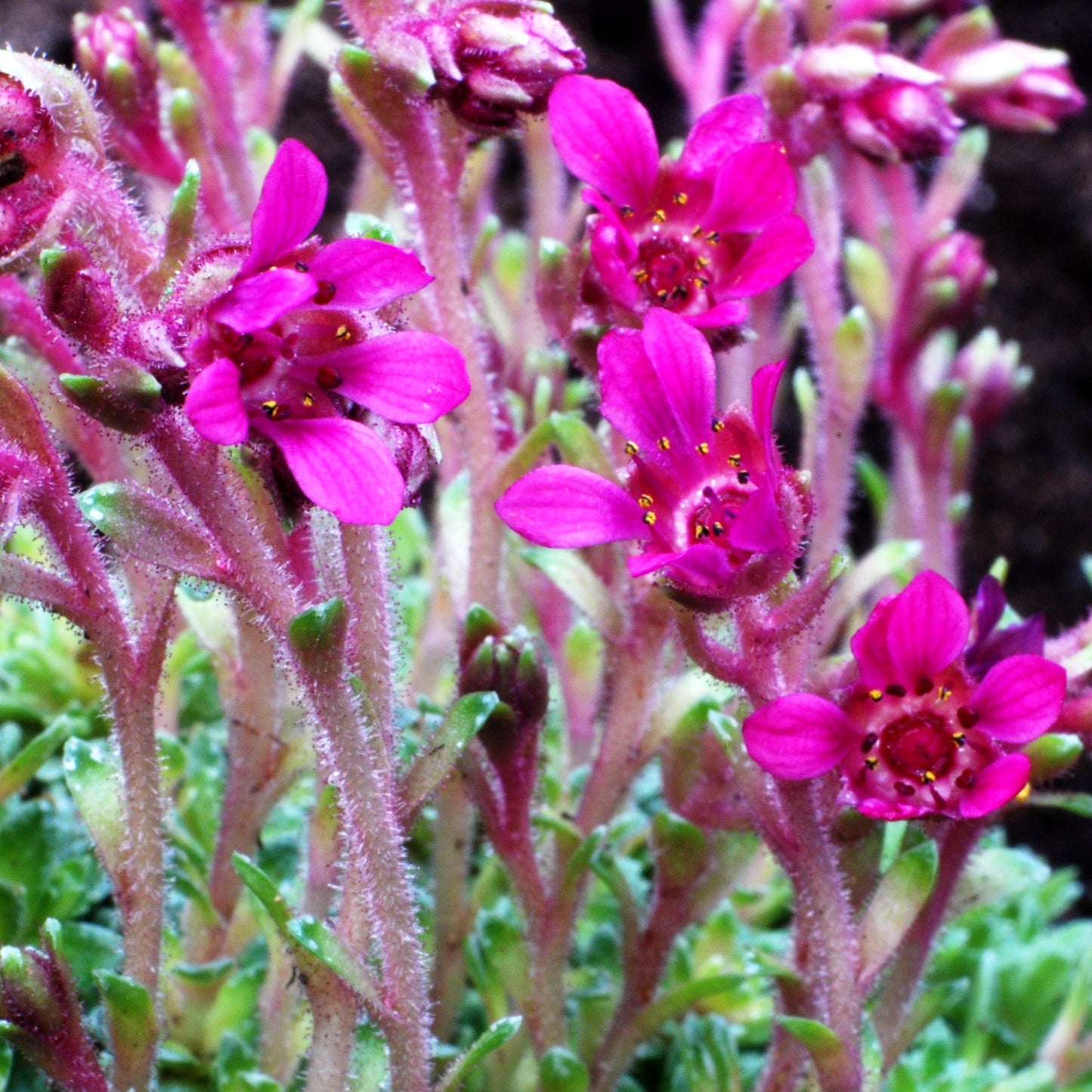 Vorfrühlings-Steinbrech 'Grace Farwell' (Saxifraga anglica)