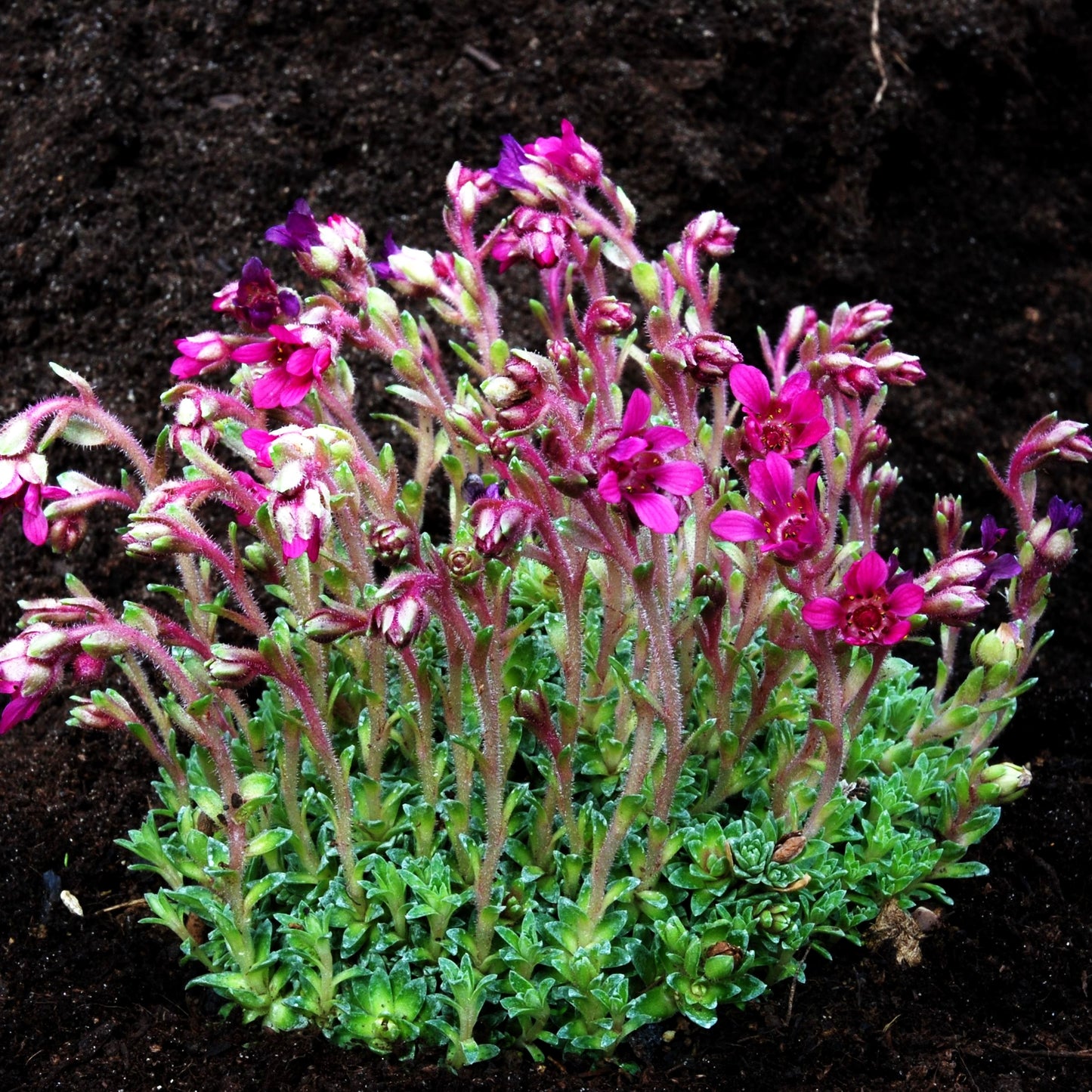 Vorfrühlings-Steinbrech 'Grace Farwell' (Saxifraga anglica)