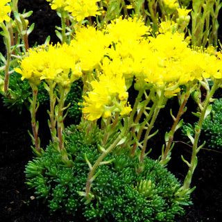 Vorfrühlings-Steinbrech 'Haagii' (Saxifraga x eudoxiana)