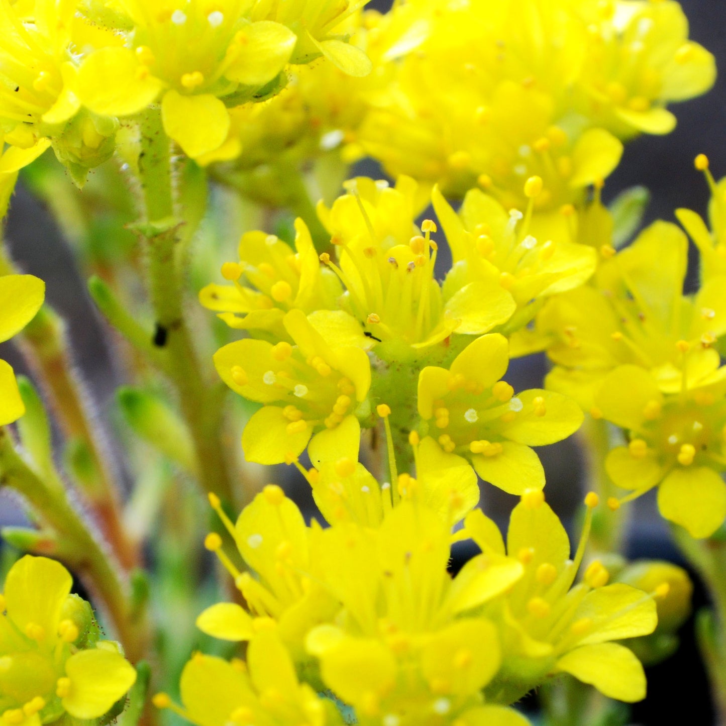 Vorfrühlings-Steinbrech 'Haagii' (Saxifraga x eudoxiana)