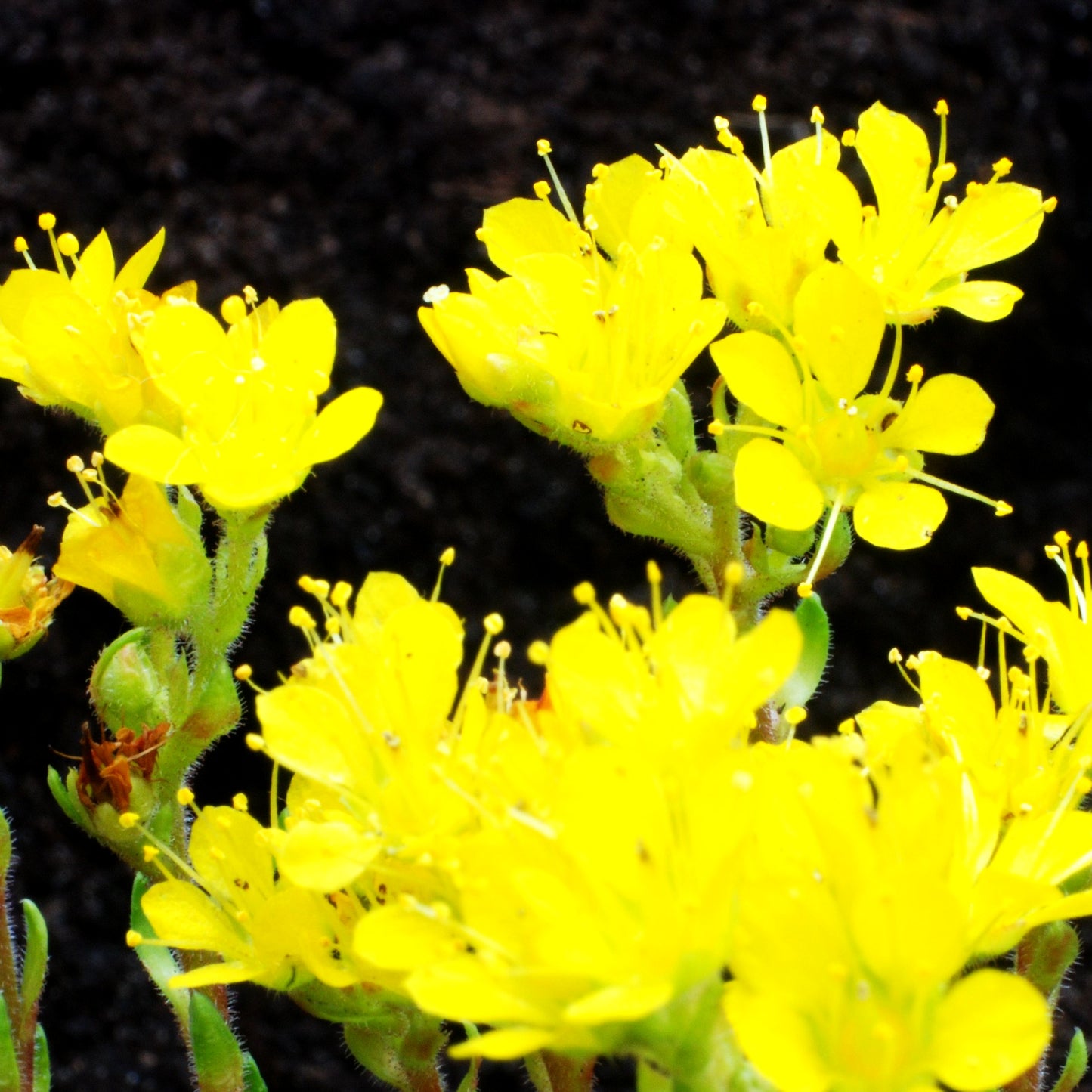Vorfrühlings-Steinbrech 'Haagii' (Saxifraga x eudoxiana)