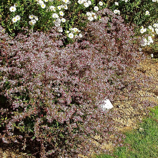 Waagerechte Aster (Aster lateriflorus var.horizontalis)
