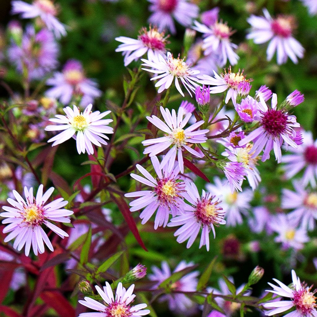 Waagerechte Aster 'Coombe Fishacre' (Aster lateriflorus horiz.)