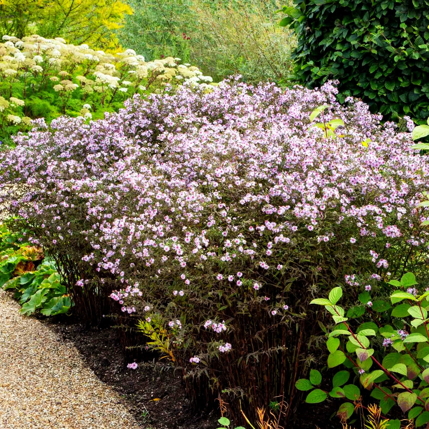Waagerechte Aster 'Coombe Fishacre' (Aster lateriflorus horiz.)