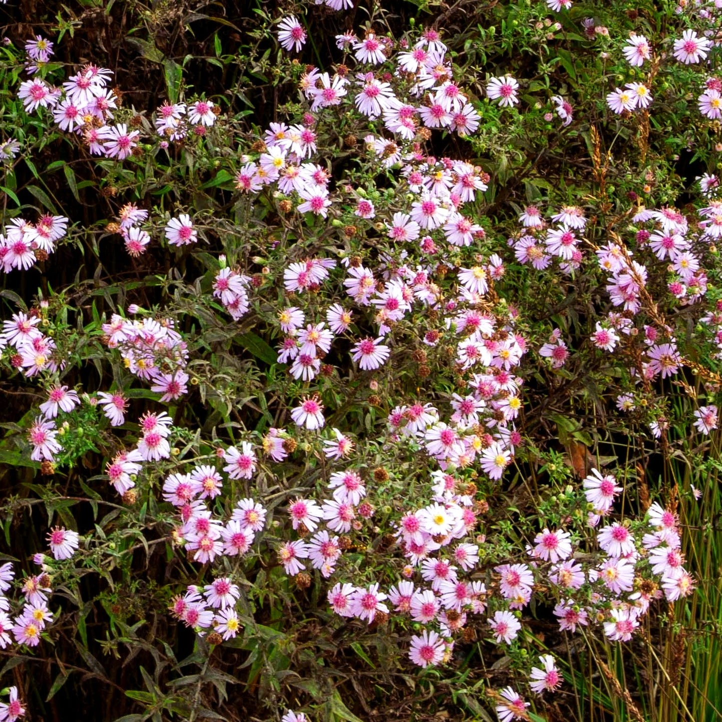 Waagerechte Aster 'Coombe Fishacre' (Aster lateriflorus horiz.)