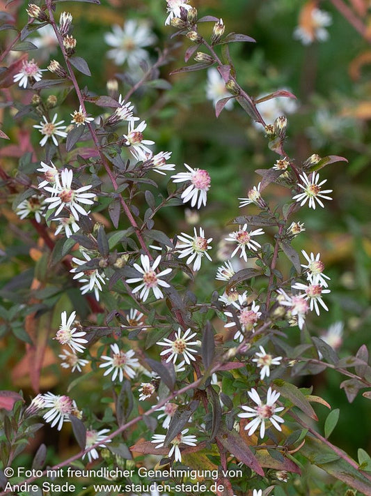 Waagerechte Aster 'Lady in Black' (Aster lateriflorus horiz.)