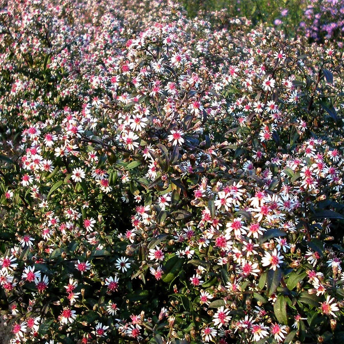 Waagerechte Aster 'Prince' (Aster lateriflorus horiz.)