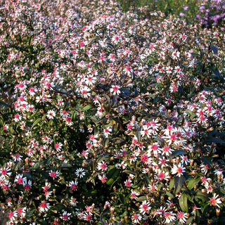 Waagerechte Aster 'Prince' (Aster lateriflorus horiz.)