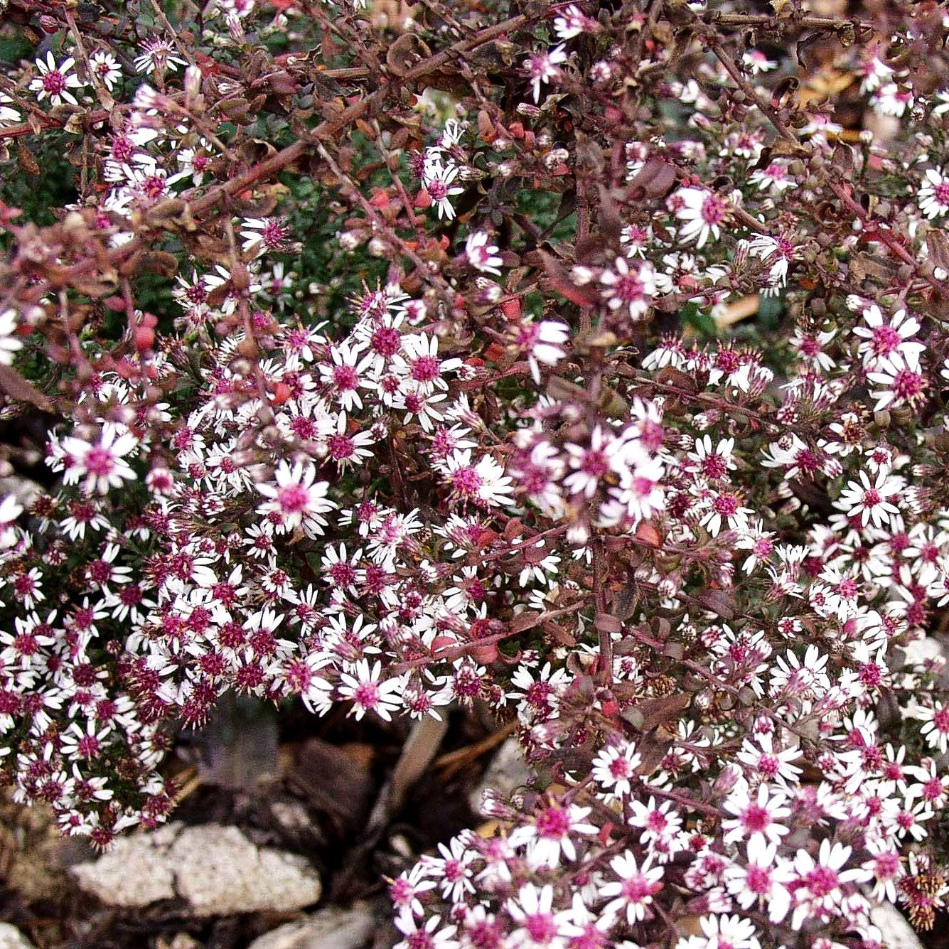 Waagerechte Aster 'Prince' (Aster lateriflorus horiz.)