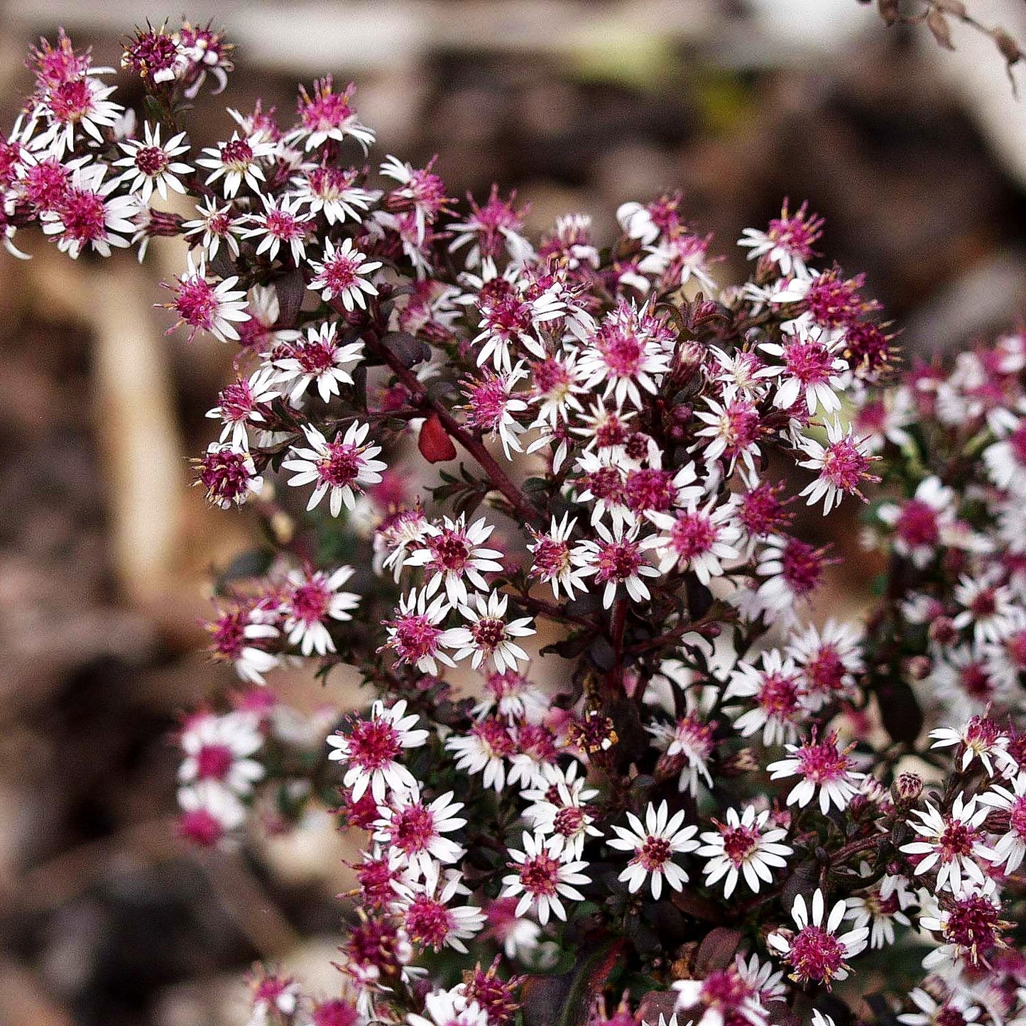 Waagerechte Aster 'Prince' (Aster lateriflorus horiz.)