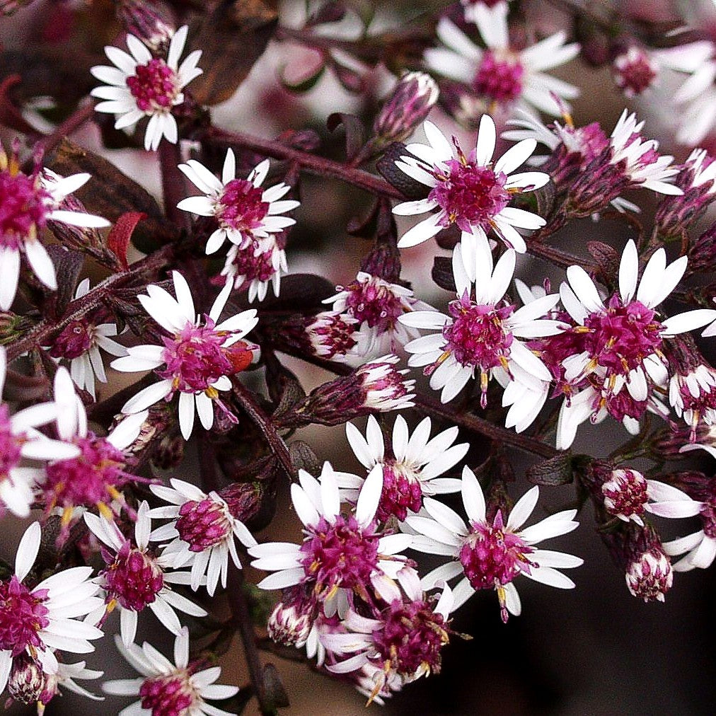 Waagerechte Aster 'Prince' (Aster lateriflorus horiz.)