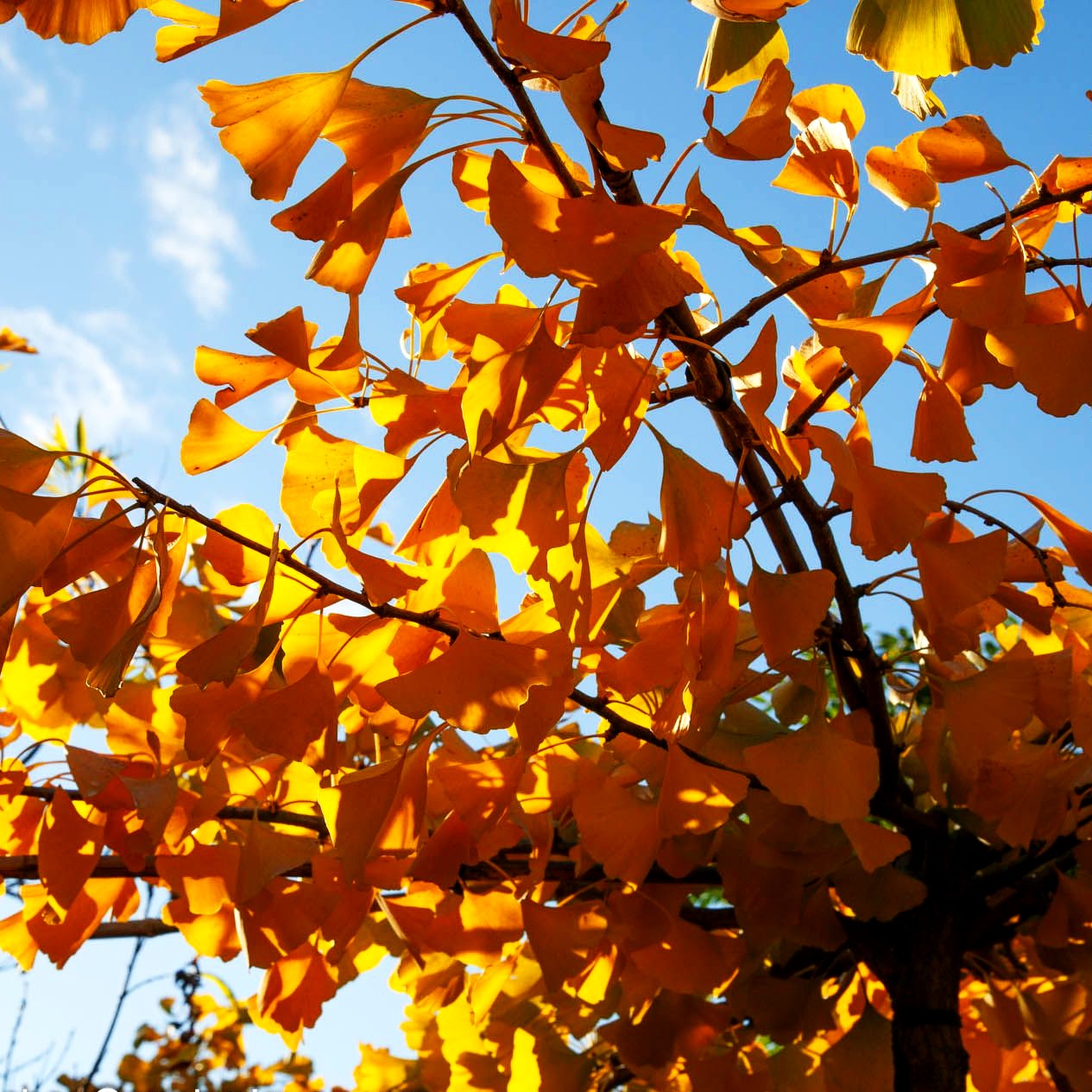 Waagerechter Fächerblattbaum 'Horizontalis' (Ginkgo biloba)