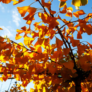 Waagerechter Fächerblattbaum 'Horizontalis' (Ginkgo biloba)
