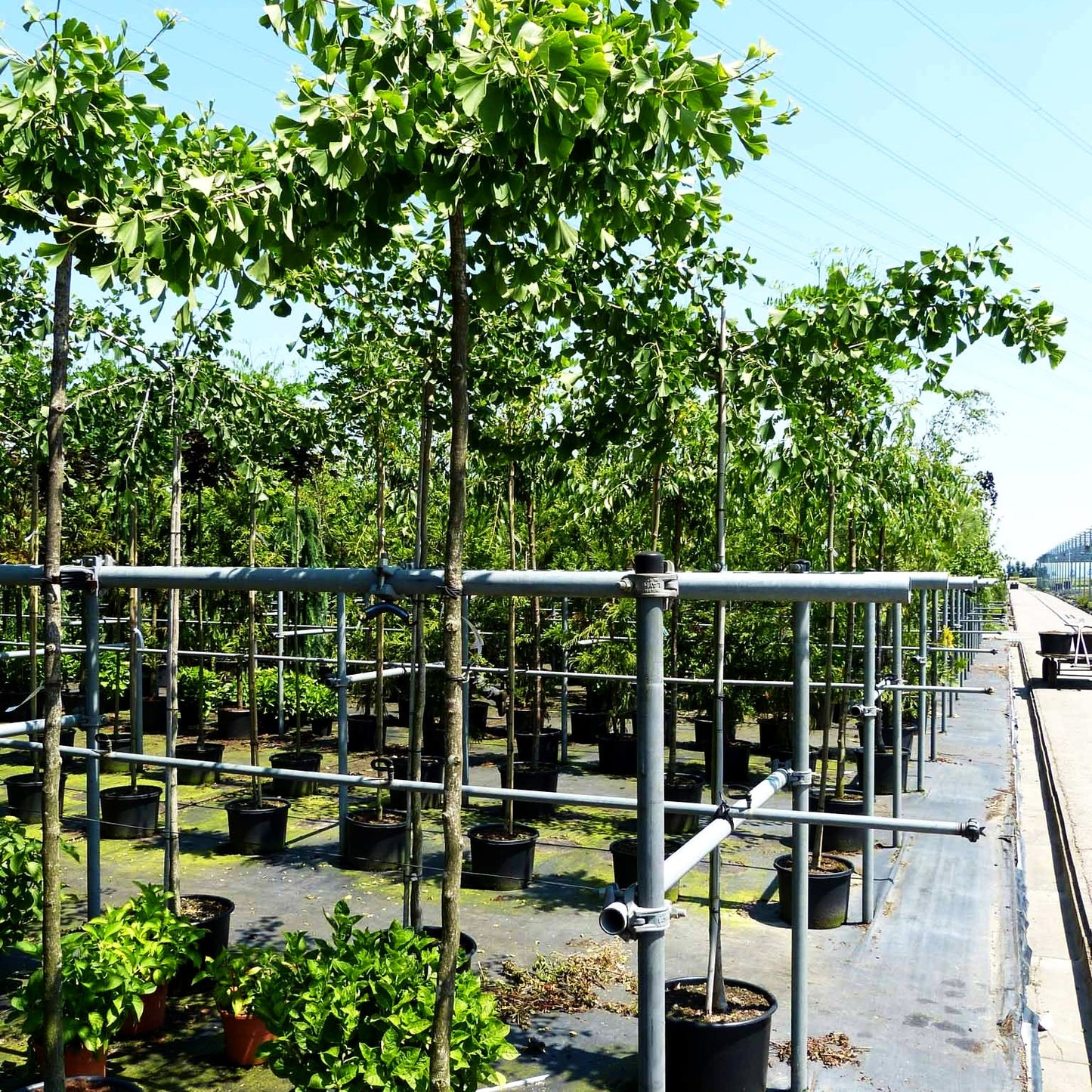 Waagerechter Fächerblattbaum 'Horizontalis' (Ginkgo biloba)