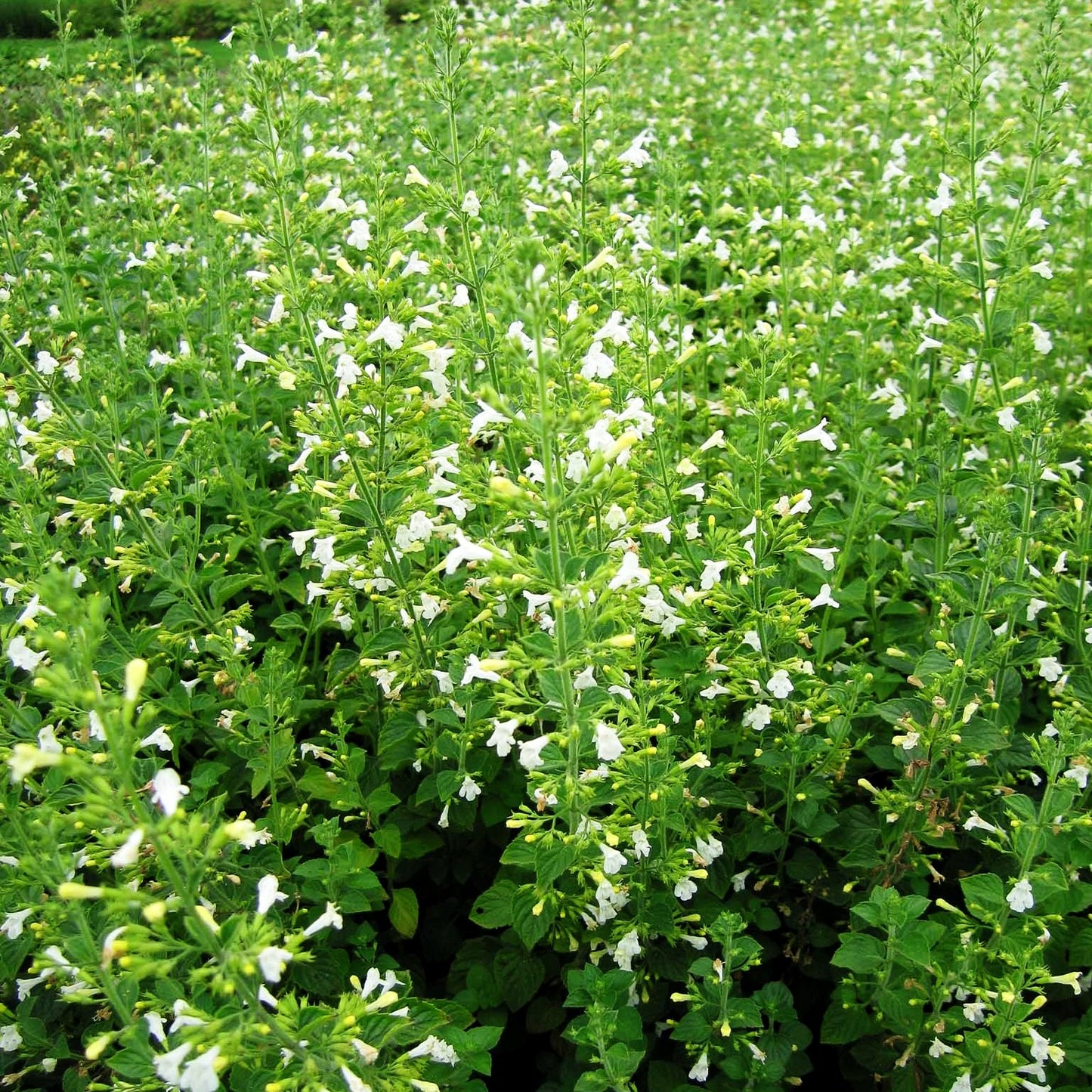 Wald-Bergminze 'Menthe' (Calamintha menthifolia)