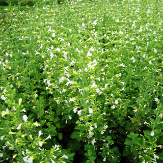 Wald-Bergminze 'Menthe' (Calamintha menthifolia)